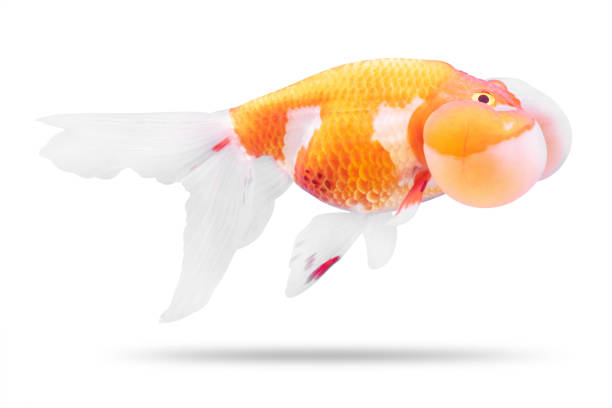 Bubble Eye Goldfish