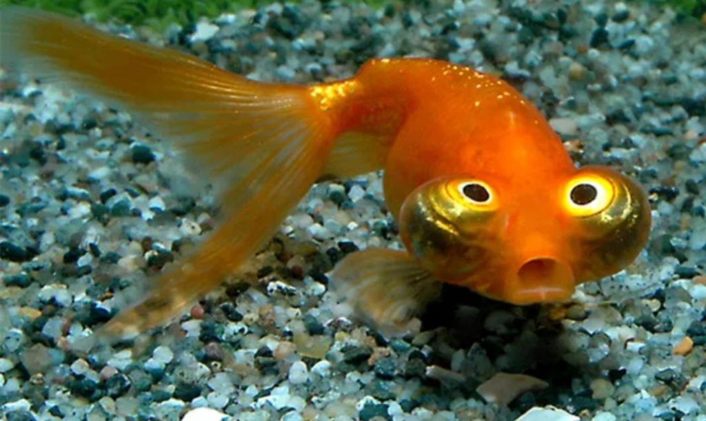 Celestial Eye Goldfish 