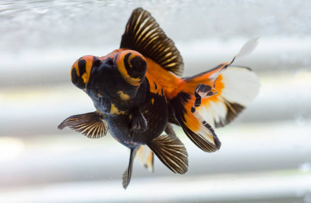 Butterfly Tail Goldfish 