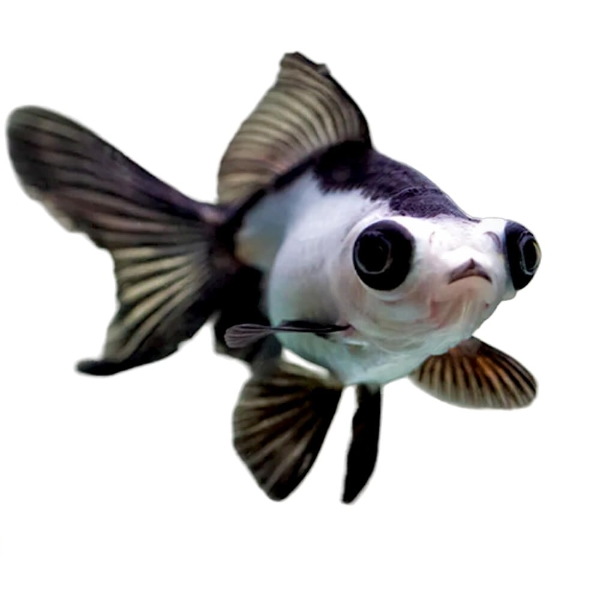 Panda Moor Goldfish 