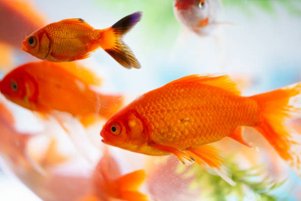 Common Goldfish