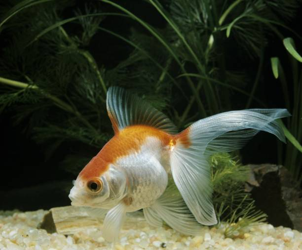 Veiltail Goldfish 