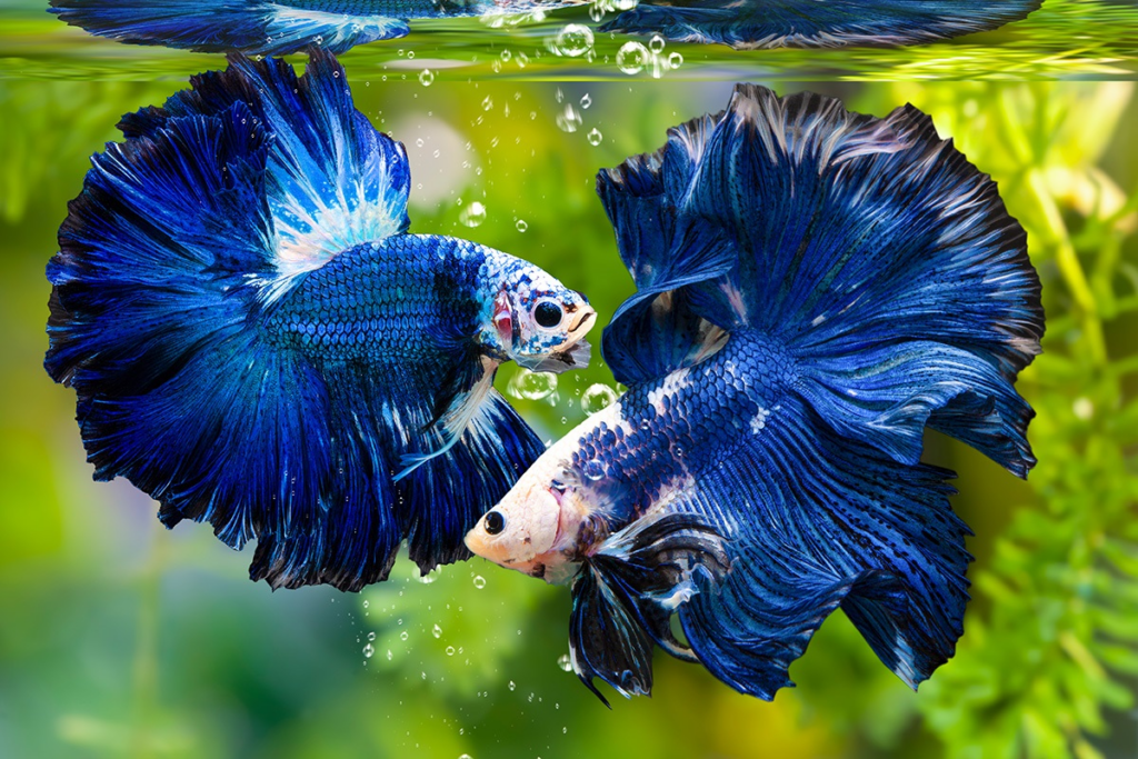 Risks and Challenges of Keeping Multiple Betta Fish Together