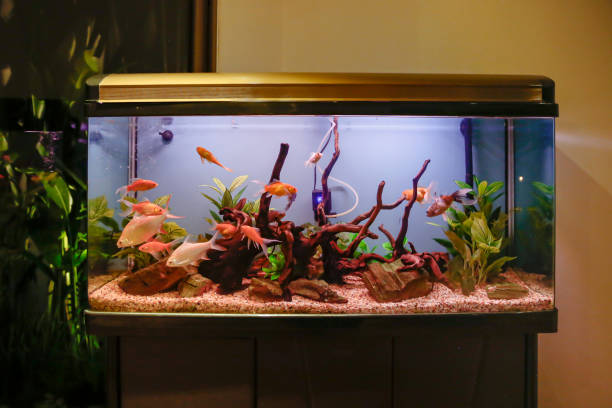 Setting Up a Fish in Cycle Aquarium 