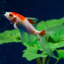 Comprehensive Guide to Comet Goldfish: Care, Diet, Tank Setup, and More 