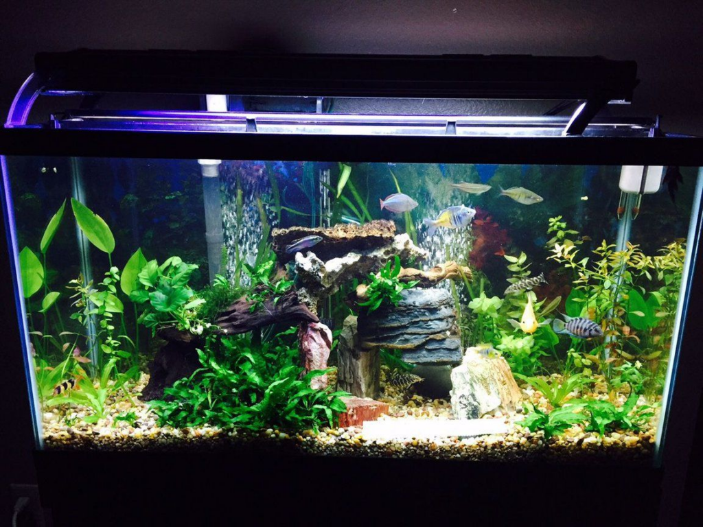Maintenance and Care Tips for a 40-Gallon Fish Tank