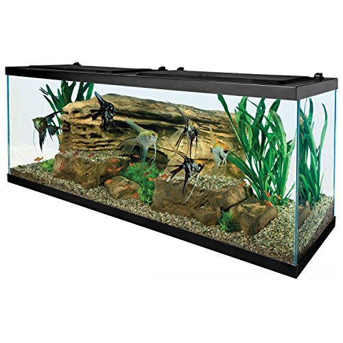 Factors affecting the weight of a fish tank