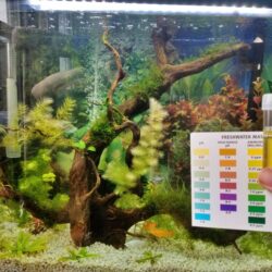 Comprehensive Guide to Fish-in-Cycle: Setting Up and Maintaining a Healthy Aquarium