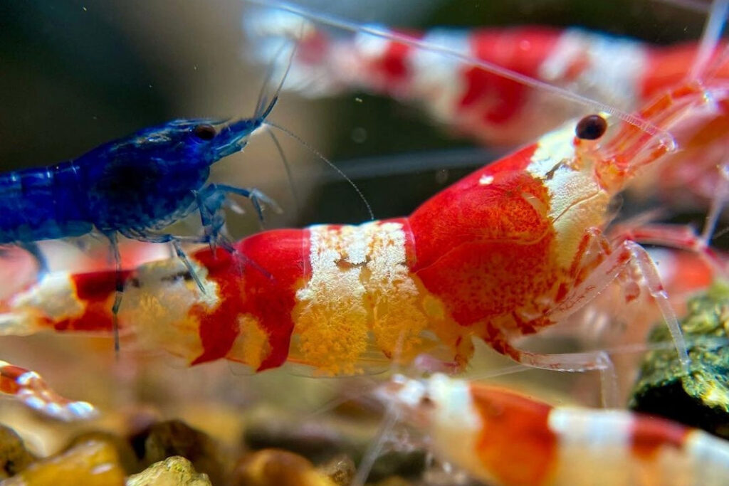 Can Shrimp Survive In A Fish Tank?