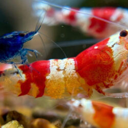 Can Shrimp Survive In A Fish Tank?