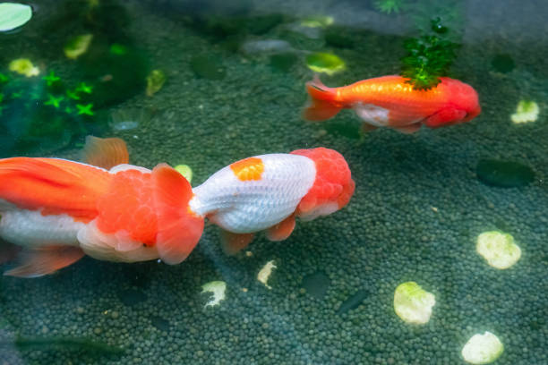 Complete Ranchu Goldfish Care Guide: History, Characteristics, and Best ...