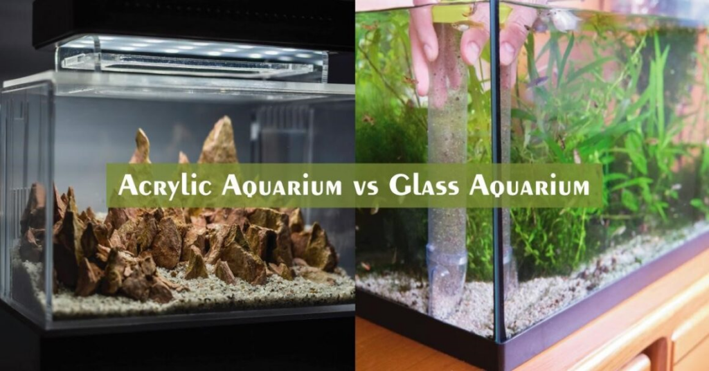 Glass vs. Acrylic Tanks