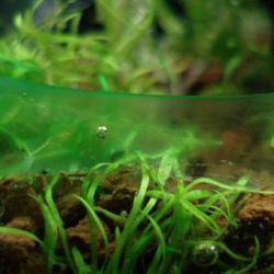 What Kills Algae In Fish Tank?