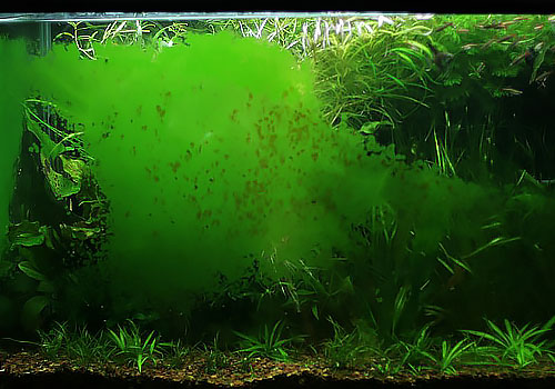 Understanding Algae Growth in Fish Tanks