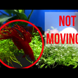 Why Is My Betta Fish Staying Still?
