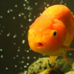 Complete Guide to Lionhead Goldfish: Care, Breeding, and Health Tips