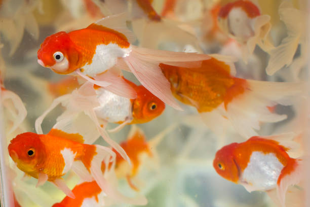 What tank mates should you keep with Lionhead Goldfish?