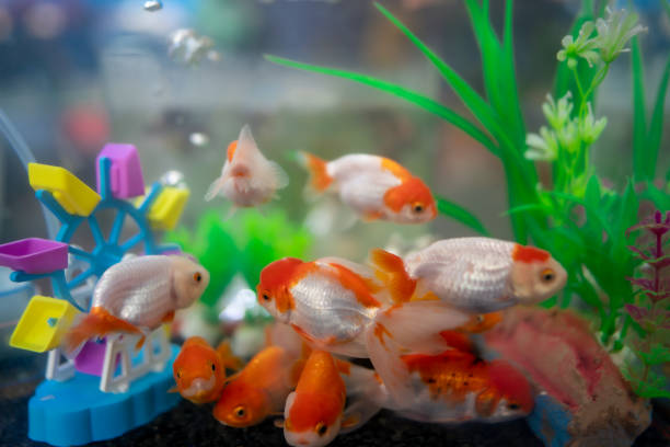 How to breed Lionhead Goldfish