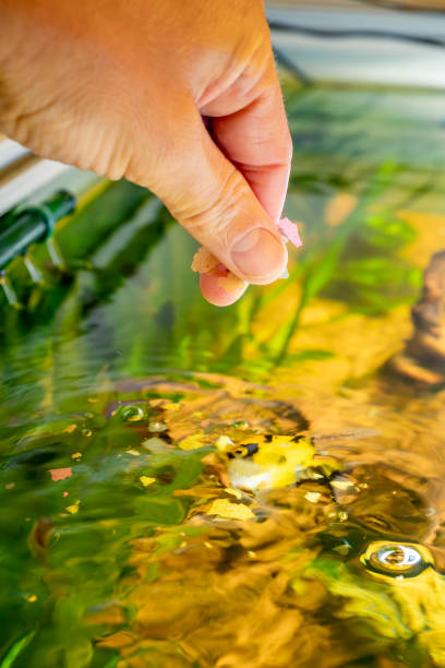 Feeding your Lionhead Goldfish