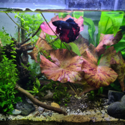 What Can I Put In My Fish Tank For Decoration?