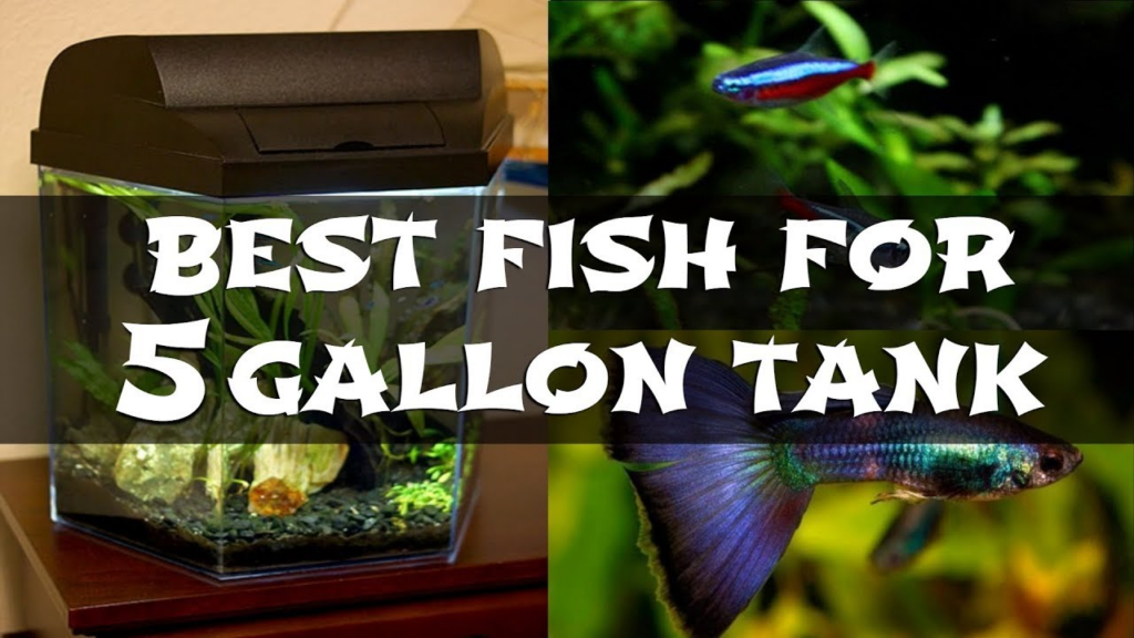 Suitable Fish Options for a 5 Gallon Tank