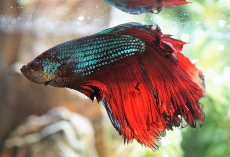 Reducing Stress for Betta Fish