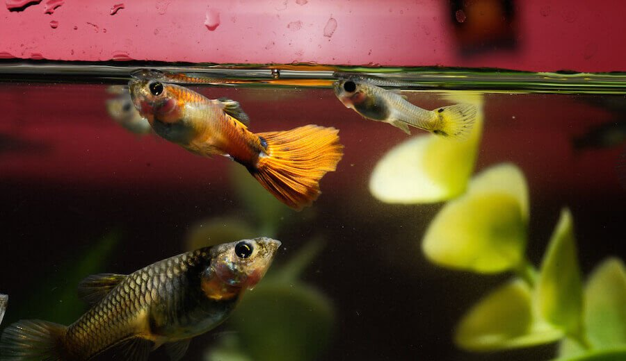 Tips for Successfully Keeping Fish in a 5 Gallon Tank