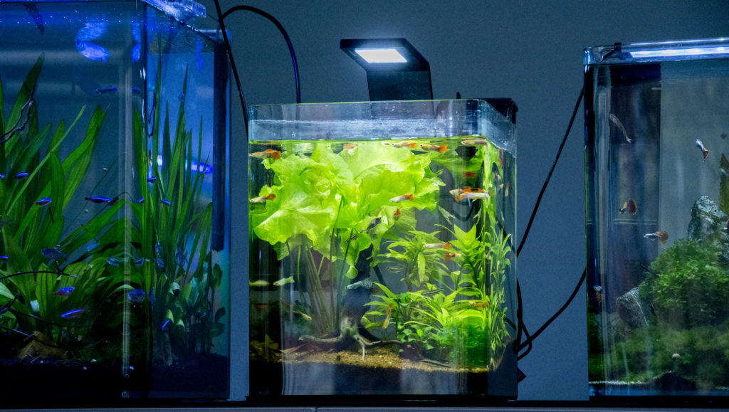 Plant Recommendations for 5-Gallon Tanks