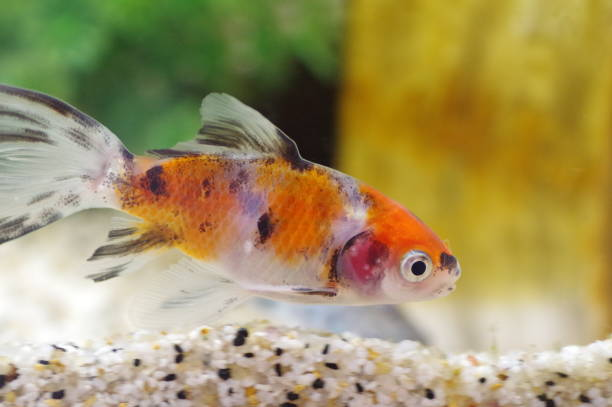 History and Origin of Shubunkin Goldfish