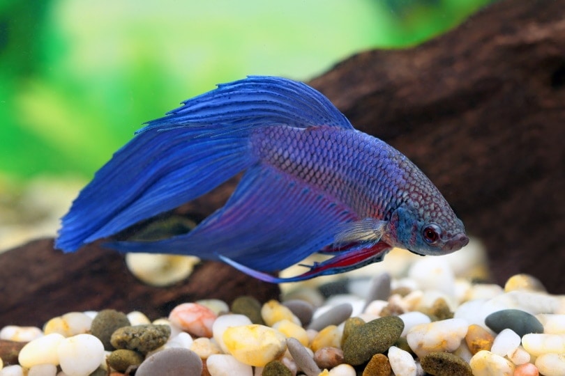 Providing the Right Substrate for Betta Fish