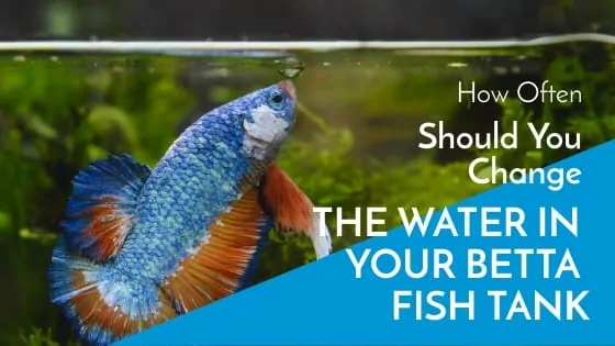 How Often Should I Change the Water in My Betta Fish Tank?