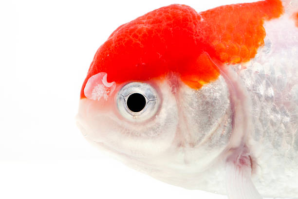 Red Cap Oranda Goldfish 