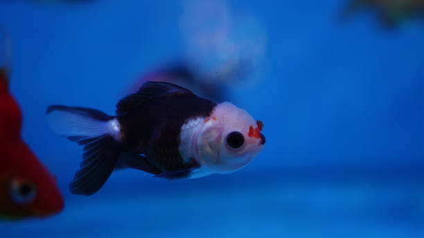 Panda Oranda Goldfish 