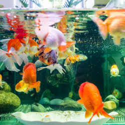 Comprehensive Guide to Oranda Goldfish: Care, Types, and Setup Tips