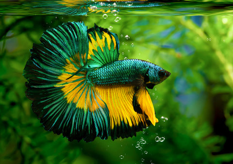 Ensuring Mental Stimulation for Betta Fish