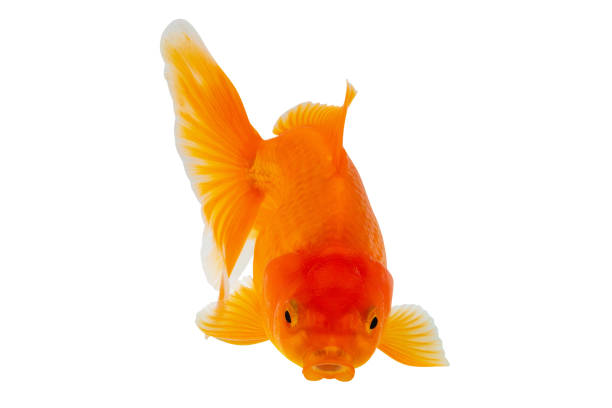 Red Oranda Goldfish