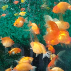Pearlscale Goldfish Guide: Care, Feeding, & Breeding Tips