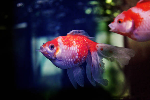 How do Pearlscale Goldfish behave