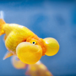 Complete Guide to Bubble Eye Goldfish Care: Features, Diet & Maintenance Tips