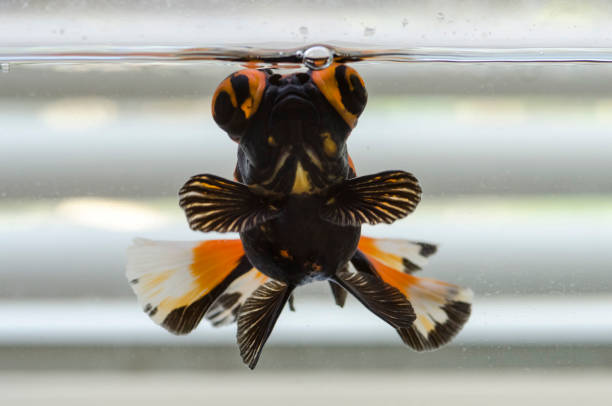 Complete Guide to the Butterfly Tail Goldfish