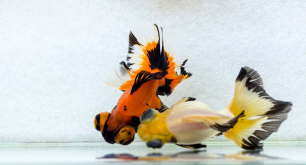 The physical characteristics of the Butterfly Tail Goldfish