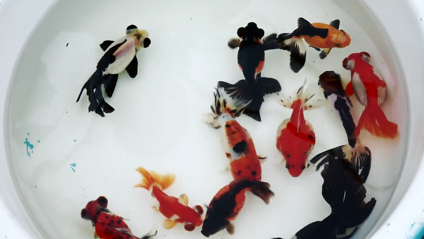 Breeding the Butterfly Tail Goldfish