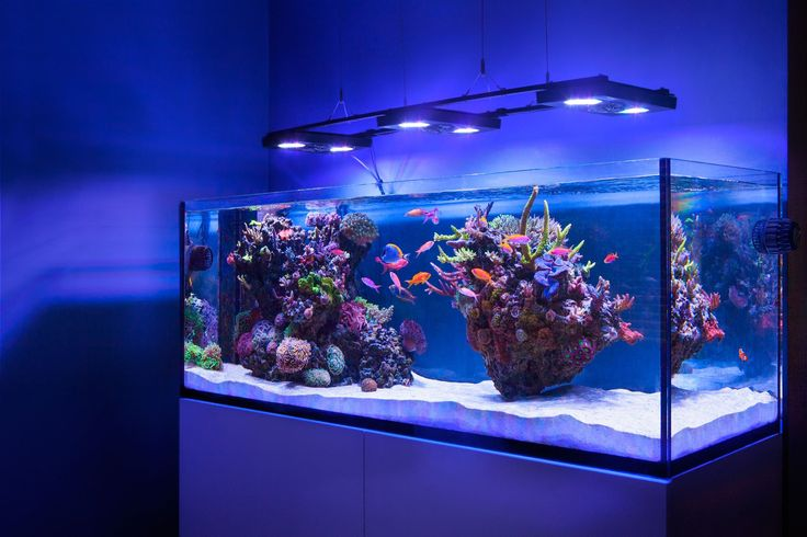 Customization and Design Aesthetics in Reef Tank