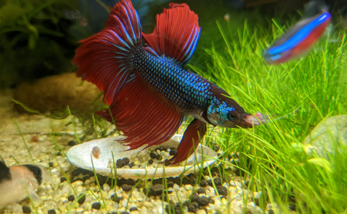 Betta Fish feeding times