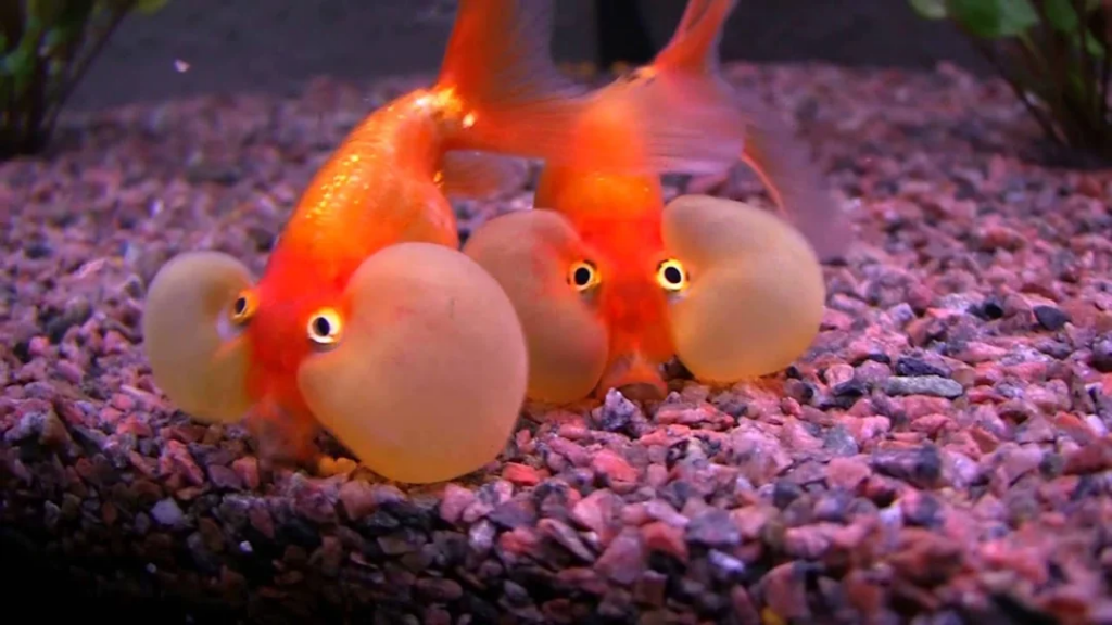 How to breed Bubble Eye Goldfish?