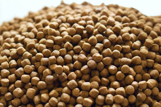 About feeding pet fish pellets