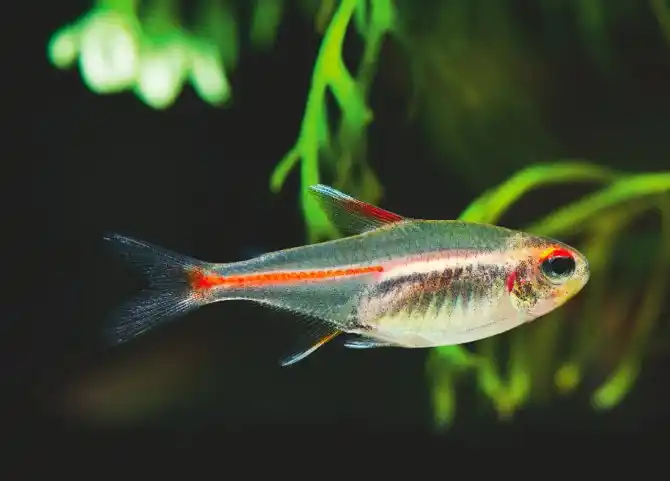 Do Glowlight Tetras Lay Eggs?