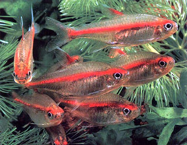 Selecting Glowlight Tetra Breeding Pairs