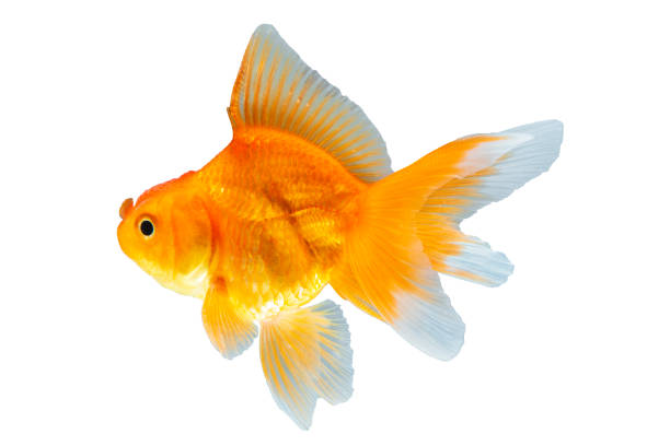 Fed, happy, and healthy Veiltail Goldfish