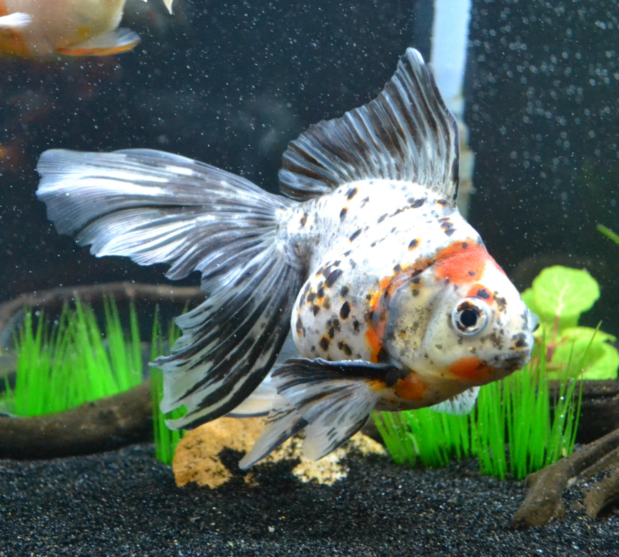 A Comprehensive Guide to the Veiltail Goldfish